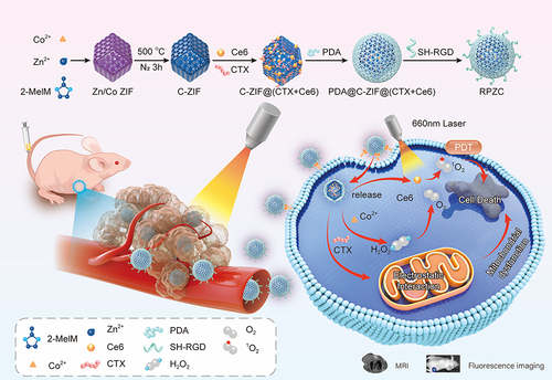 Scheme 1 Schematic of procedure of RPZC and therapeutic mechanism.