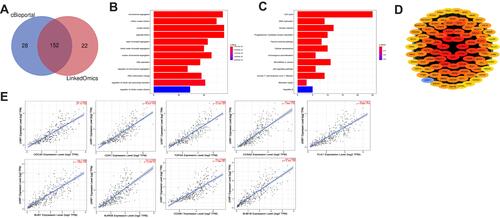 Figure 3 Enrichment analysis of GO and KEGG. (A) Analysis from LinkedOmics and cBioportal databases identified 152 UHRF1 co-expression genes. (B) GO enrichment analysis. (C) KEGG enrichment analysis. (D) The PPI network of UHRF1 co-expression genes. (E) Analysis from TIMER 2.0 database revealed that the expression of UHRF1 was significantly correlated with the top 9 hub genes.