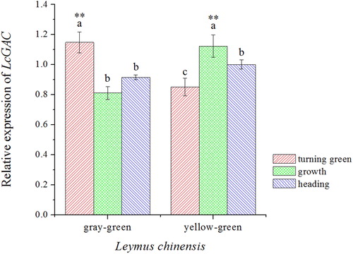 Figure 4. Relative LcGAPC expression in the yellow–green type and gray–green type of Leymus chinensis in different growth stages. The letters represent the significant differences in each ecotype of L. chinensis in different growth stages (p＜ .05). Asterisks (**) indicate a significant difference in the two ecotypes of L. chinensis at the same growth period (p＜.01).