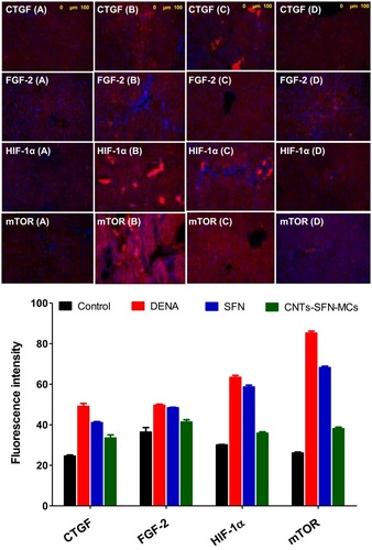 Figure 13 Representative immunofluorescence illustration of liver tissue sections stained for the detection of CTGF, FGF-2, HIF-1α, and mTOR as HCC-relevant biomarkers in control (A), DENA (B), SFN (C), and CNTs-SFN-MCs (D) groups.