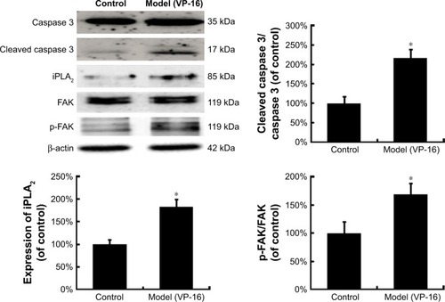 Figure 3 The protein expression of caspase 3, cleaved caspase 3, iPLA2, FAK, and p-FAK in the model of the VP-16-treatment-induced repopulation of SKOV3 cells.