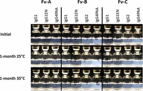 Figure 1. Visual appearance of the mAb samples immediately after formulating, and after 1-month incubation at 25°C and 35°C, respectively.