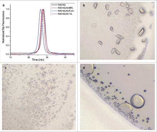 Figure 7. Purification and crystallization of the ankyrin repeat fusion constructs. (a) FSEC profiles for the purified ankyrin repeat fusion constructs. (b–d) Optimized crystals of the (b) T4L, (c) BRIL and (d) FLAV fusion constructs.