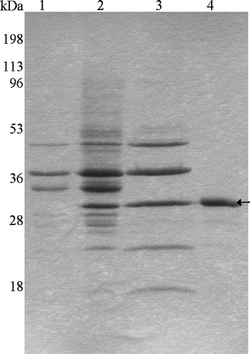 Figure 1.  SDS-PAGE profile of Tshβ purification. The outer membranes were collected following the lysis of bacterial cells. Proteins were extracted from the outer membranes. Tshβ was purified from the extract. Fractions containing Tshβ were combined, dialysed, and concentrated. Protein samples were resolved on 12% SDS-PAGE followed by Coomassie-blue staining. Lanes: 1, outer membranes of XL1-Blue/pSWK30; 2, outer membranes of XL1-Blue/pTsh-ΔN2 (Tshβ); 3, protein extract from AW741/pTsh-ΔN2 (Tshβ) membranes, acetone precipitated; 4, purified Tshβ. Arrow indicates the position of Tshβ.