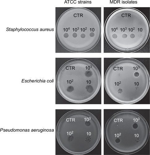 Figure 1 Phage activity against S. aureus, E. coli, and P. aeruginosa (ATCC or MDR strains). Bacteriophage activity was verified by spot tests. Briefly, after suspension in soft agar, bacterial cultures were overlaid on TSA plates; serially diluted phage stocks were added to bacterial lawns, checking their lytic activity after 24 hours of incubation at 37°C. Results are representative of triplicate samples.