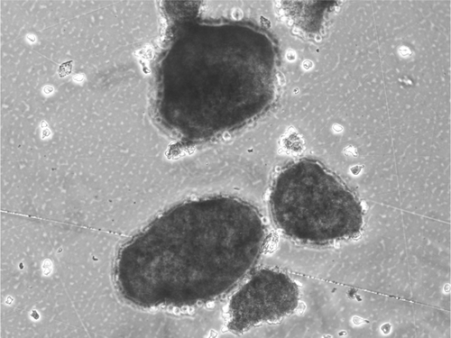 Figure 8.  Light microscopic image of PE-coated rat pancreatic islets of Langerhans stained with dithizone.