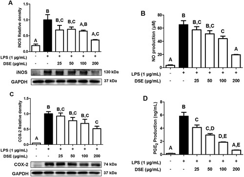 Figure 2. DSE’s effect on RAW 264.7 cells NO production and iNOS expression. RAW 264.7 cells were pretreated with DSE for 4 h and stimulated with LPS for 20 h. The culture supernatant and proteins were collected for (A) iNOS expression, (B) NO production, (C) COX-2 expression, and (D) PGE2 production, respectively. The data are presented as mean ± SEMs of three different independent results. The data were analyzed through one-way ANOVA (P < 0.05) followed by Tukey’s multiple comparison test. Dieffenbachia standleyi Croat’s methanol extract (DSE); Nitric Oxide (NO); Inducible Nitric Oxide Synthase (iNOS); lipopolysaccharide (LPS); Cyclooxygenase-2 (COX-2); Prostaglandin E2 (PGE2); Standard Error of Means (SEM); Analysis of Variance (ANOVA).