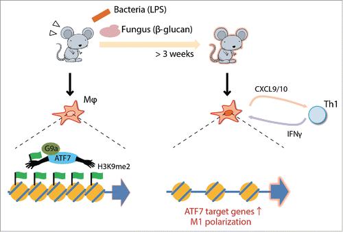 Figure 1. Schematic view of ATF7-mediated innate immune memory in macrophages. The ATF7-G9a complex forms heterochromatic structures by introducing H3K9me2. The complex is released from chromatin upon bacterial or fungal infection, thereby reducing the level of H3K9me2 and disrupting heterochromatin. Macrophages primed by infection express higher levels of ATF7 target genes, including M1 marker genes that affect Th1 activity.