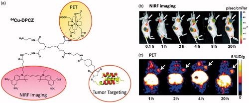 Figure 2. (a) Schematic structure of 64Cu-DPCZ which is constituted by four components, PAMAM G0 as a scaffold, Cy5.5 as an optical reporter, 64Cu-DOTA as a PET reporter and Affibody as a tumor-targeting molecule; (b) In vivo NIRF imaging of SKOV3 tumor-bearing mice at 0.1, 1, 2, 4, 8 and 20 h after tail vein injection of 64Cu-DPCZ; (c) Decay-corrected coronal micro-PET images of mice bearing SKOV3 tumor at 1, 2, 4 and 20 h after tail vein injection of 64Cu-DPCZ. Arrows indicate the location of the tumors (n = 3) (adapted from Wang et al., Citation2014).