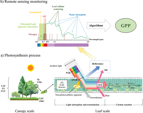 Figure 1. The theoretical foundation of remotely sensed GPP estimation. Photosynthesis process at leaf scale was referenced from Porcar-Castell et al. (Citation2014) and Patel et al. (Citation2018), and remote sensing monitoring was referenced from Thenkabail et al. (Citation2011). LAI: leaf area index; CI: clumping index; FVC: fractional vegetation cover; Ta: air temperature; VPD: vapor pressure deficit; LST: land surface temperature; SM: soil moisture; PAR: photosynthetically active radiation; APAR: absorbed photosynthetically active radiation; LUE: light use efficiency; SIF: solar-induced chlorophyll fluorescence; [N]: nitrogen content; [cab]: chlorophyll concentration; NADPH: nicotinamide adenine dinucleotide phosphate; ATP: Adenosine triphosphate; H+: electrons generated by water splitting; Jmax: maximum electron transport rate (μmol m−2 s−1); Vcmax: maximum carboxylation rate (μmol m−2 s−1); GPP: gross primary production. See more symbols and acronyms in Appendix A.
