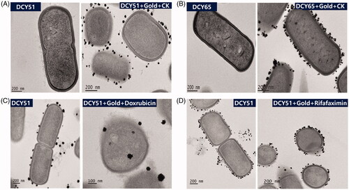 Figure 1. HR-TEM analysis of (A) DCY51T-AuCKNps and (B) DCY65-AuCKNps which were derived from two different Lactobacillus strains: L. kimchicus DCY51T and L. brevis DCY65, respectively. HR-TEM analysis of model drug compounds derived from Lactobacillus kimchicus DCY51T. (C) DCY51T-DoxorubicinNps. (D) DCY51T-RifaximinNps.