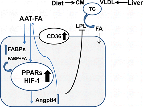 Figure 2. Role of plasma AAT as a fatty acid (FA) binding and transporting protein. AAT binds unsaturated FAs and can deliver FA into tissues and cells. Within the cell, FA rapidly binds intracellular fatty acid binding proteins (FABPs) in the cytosol, enters the nucleus, and induces expression of Angptl4 via activation of HIF-1 and the peroxisome proliferator-activated receptors (PPARs) pathways. Angptl4 is an inhibitor of lipoprotein lipase (LPL). Therefore, the FA-bound form of AAT might indirectly contribute to LPL inhibition (black line) leading to reduced triglyceride (TG) hydrolysis by circulating chylomicrons (CM) and very-low-density lipoproteins (VLDL, and to diminished uptake of TG-derived FAs. AAT-FA-mediated upregulation of CD36 and FABPs expression indicates the Angptl4-related switch in fuel utilization toward the use of AAT bound FAs (blue arrows).