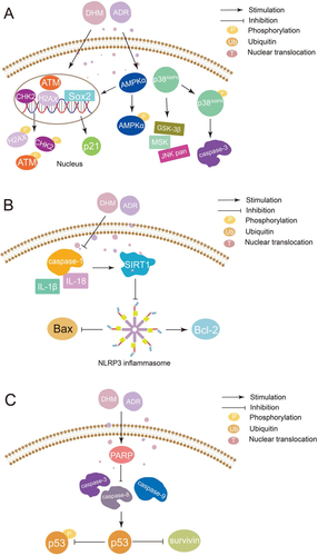 Figure 4. Mechanism of synergistic application of DHM with ADR (A: DHM can be used as an adjuvant to ADR by activating p38MAPK and AMPKα/GSK-3β/SOX2 signaling pathways; B: DHM attenuates ADR cardiotoxicity by activating SIRT1 and inhibiting NLRP3 inflammatory vesicles; C: DHM reverses the sensitivity of drug-resistant cancer cells to ADR by inhibiting p53-mediated survivin.).