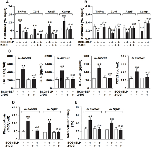 Figure 7 Inhibition of glycolysis prevents BCG+BLP-induced trained immunity with disrupted epigenetic reprogramming and abrogated augmentations in both inflammatory and antimicrobial responses. Isolated neonatal murine peritoneal macrophages or BMMs were pretreated with culture medium (CM) or 2-DG for 1 h before training of innate immunity. (A and B) H3K4me3 and H3K9me3 at the promoters of TNF-α, IL-6, Acp5, and Camp were assessed in neonatal macrophages before bacterial challenge. (C) TNF-α, IL-6, IL-12p70, and CXCL2 in the supernatants were measured 18 h post bacterial challenge. (D and E) Bacterial phagocytosis and intracellular killing were assessed in neonatal macrophages 60 min and 2 h after being incubated with FITC-conjugated or live S. aureus or S. typhi. Data are mean ± SD from five to six separate experiments in duplicate or triplicate. **p<0.01 versus CM-pretreated, PBS-incubated macrophages; ≠≠p<0.01 versus CM-pretreated, BCG+BLP-stimulated macrophages.