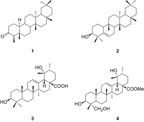Figure 2.  Triterpenoids isolated from the aerial parts of E. japonica.