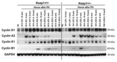 Figure 3. Protein expression of a subset of cell cycle components in regenerating livers of Keap1+/+ and Keap1+/− mice. Livers were collected from normal mice and the mice subjected to partial hepatectomy (PH) at the indicated time points after surgery. Western blotting was performed using liver lysates pooled from 3 mice per time point per genotype with antibodies against the proteins indicated. Glyceraldehyde 3-phosphate dehydrogenase (GADPH) was used as a loading control. NL, normal liver.