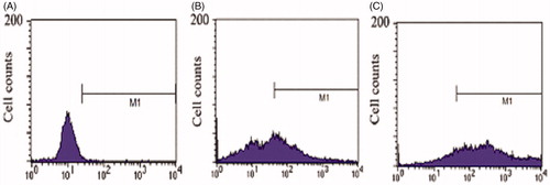 Figure 6. Flow cytometric histograms of (A) untreated Caco-2 cells (B) Caco-2 cells incubated with coumarin for 2 h (C) Caco-2 cells incubated with coumarin-UMCS for 2 h.
