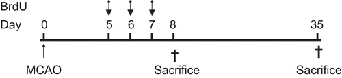 Figure 1.  The schedule of BrdU injection