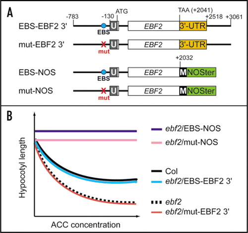 Figure 2 Requirement of two different regions of EBF2 for its precise expression. (A) Schematic representation of constructs used to transform the ebf2 mutant. These constructs contained either a DNA fragment corresponding to the region from −783 to +3061 of the EBF2 gene (relative to the translation initiation Met codon) or from −783 to +2032 fused to the NOS terminator (NOSter). The EIN3-binding site (EBS) and its mutated version are indicated by “EBS” and “mut”, respectively. The 5′ untranslated region and the MYC-tag are indicated by U and M, respectively. (B) Schematic representation of the ethylene sensitivity profiles of wild-type Columbia (Col), ebf2 and ebf2 transformed with the constructs listed in (A). Because ethylene induces a triple response that includes a shortening of the hypocotyls, the ethylene response is evaluated by measuring the hypocotyl lengths of etiolated seedlings that were grown in the presence of increased concentrations of 1-amino-1-cyclopropanecarboxylic acid (ACC), an immediate precursor of ethylene. Mutation of the EBS abolishes the complementation of the ethylene hyper-responsive phenotype of ebf2 (ebf2/mut EBF2 3′). The use of NOSter resulted in an ethylene-insensitive phenotype (ebf2/EBS-NOS and ebf2/mut-NOS). Note that the insertion of a MYC-tag at the 3′ end of the EBF2 ORF did not affect the ethylene sensitivity.Citation7