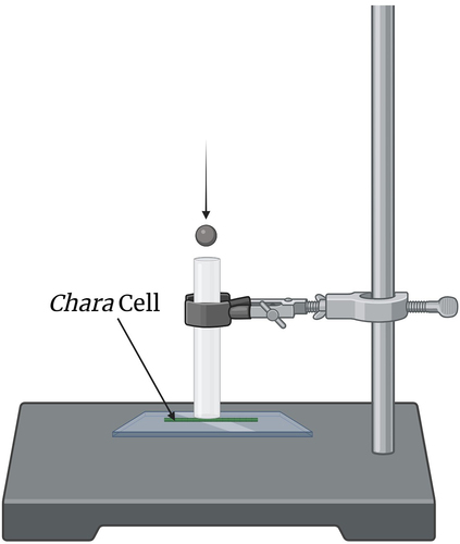 Figure 1. Our experimental set up for mechanical stimulation of a single Chara internodal cell. Magnetic balls (6 × 10−3 m in diameter, 0.88 × 10−3 kg) were dropped through tubes (inner diameter = 7 × 10−3 m) of varying lengths.