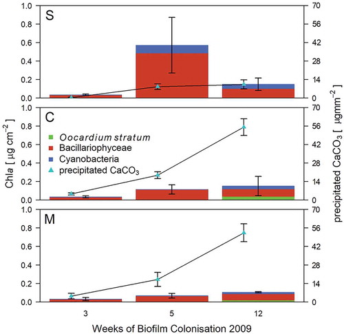 Fig. 2. Biofilm development on artificial substrata (frosted glass slides) along headwater for sites S (spring), C (centre) and M (stream mouth) from April to July 2009 (mean ± s).