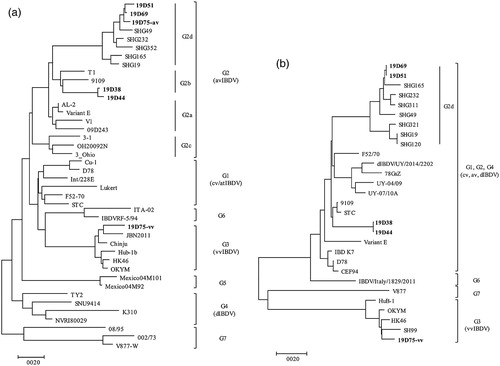 Figure 2. Phylogenetic analysis of the nucleotide sequences of viral protein 2 (VP2) and VP1. Phylogenetic trees of hypervariable region of VP2 (a) and partial VP1 (b) generated by the neighbor-joining method using MEGA X with 1000 bootstrap replication. Korean IBDV strains identified in this study are indicated in bold text.