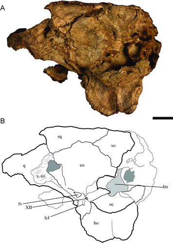 FIGURE 4 Holotype of Culebrasuchus mesoamericanus, gen. et sp. nov. (UF 244434), from the early Miocene Culebra Formation of Panama. A, skull in occipital view; B, line drawing of skull. Abbreviations: bo, basioccipital; eo, exoccipital; fm, foramen magnum; fv, foramen vagus; lcf, lateral carotid foramen; oc, occipital condyle; q, quadrate; so, supraoccipital; s. eo, suture for exoccipital; sq, squamosal; XII, foramen for cranial nerve XII. Scale bar equals 1 cm.