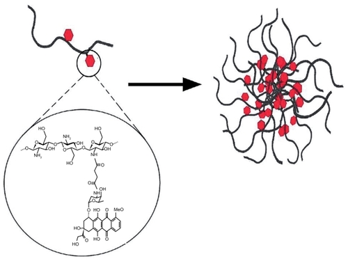 Figure 10 Schematic illustration of self-assembly of chitosan-doxorubicin conjugates into nanoparticles.