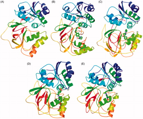 Figure 11. Position of ligands in the secondary structure framework. The secondary structure representation of SphK1 during 100 ns MD simulation in (A) SphK1, (B) SphK1–PF-543, (C) SphK1–ZINC06823429, (D) SphK1–ZINC95421070, and (E) SphK1–ZINC95421501, respectively.