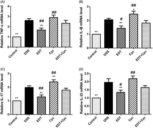 Figure 7. Cyc reverses the effect of EDT on the inflammatory response in mice with DSS-induced colitis. The levels of (A) TNF-α, (B) IL-1β, (C) IL-17, and (D) IL-23 in colon tissues were measured using RT-PCR. Data are presented as means ± S.D. (n = 6). DSS: dextran sulphate sodium; EDT: eriodictyol; Cyc: cyclopamine; *p < 0.05 and **p < 0.01 compared with the DSS group; #p < 0.05 and ##p < 0.01 compared with the EDT + Cyc group.