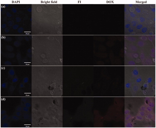 Figure 3. Confocal microscope images of HeLa-HFAR (a,b,d) and HeLa-LFAR (c) cells after treatment with PBS (a), DOX (b), and DOX/MWCNTs (c,d) at a DOX concentration of 2 mg/L for 2 h.