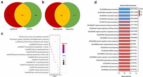 Figure 2. Functional annotation and pathway Enrichment of docetaxel resistance associated genes. (a) Upregulated DEGs shared in both DU145 DR and PC3 DR PCa cells as compared to the original cells. (b) Downregulated DEGs shared in both DU145-DR and PC3-DR PCa cells as compared to the parental cells. (c) Top 20 GO enrichment terms of commonly upregulated and downregulated DEGs. (d) KEGG pathways enrichment terms of commonly upregulated and downregulated DEGs