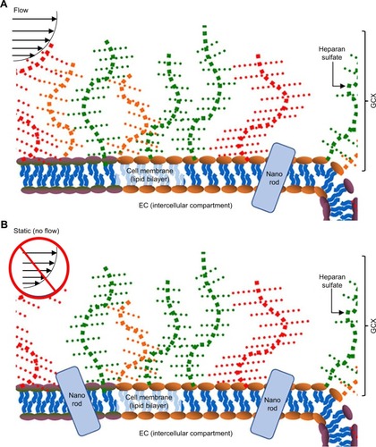 Figure 8 Conceptual model of how HUVECs interact with GNRs.Notes: (A) Flow-conditioned HUVECs exhibit robust GCX that blocks most of the cellular interaction with GNRs. (B) If HUVECs are taken out of the flow environment, the GCX is destabilized, for a limited increased in GNR uptake by HUVECs. (C) Adding to the flow stream GCX degradation enzyme (eg, HepIII to degrade HS) leads to more destabilization of the GCX and opens more avenues for GNRs to penetrate the cells, leading to greater uptake. (The GNRs and ECs are not drawn to scale.)Abbreviations: EC, endothelial cell; GNRs, gold nanorods; GCX, glycocalyx; HUVEC, human umbilical vein endothelial cell.