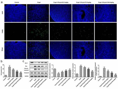 Figure 5. Chrysin inhibited the apoptosis of ovarian granulosa cells in D-gal-induced mice. (a-b) TUNEL was used to detect the cell apoptosis. (c-d) The levels of apoptosis-related proteins were detected using western blot. ***P < 0.001 vs Control; #P < 0.05, ##P < 0.01, ###P < 0.001 vs D-gal.