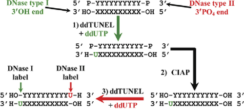 Schematic diagram of the ddTUNEL assay on DNA fragments with both DNase type I and II 3′ ends.