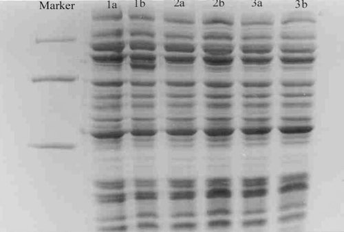 Figure 7. Coomassie blue-stained gels after SDS-PAGE of extracts L.L. containing pNZ(8048-PAL)1 or pNZ(8048-PAL)2 producing PAL protein. Lane 1, molecular weight marker (in kilodaltons); Lane 2, uninduced pNZ(8048-PAL)1/L.L. cells; Lane 3, induced pNZ(8048-PAL)1 cells; Lane 4, uninduced pNZ(8048-PAL)2/L.L. cells; Lane 5, induced pNZ(8048-PAL)2/L.L. cells; Lane 6, uninduced pNZ(8048-PAL)2/L.L. cells; Lane 7, induced pNZ(8048-PAL)2/L.L. cells.