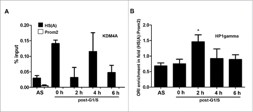 Figure 8. KDM4A and HP1γ are cell cycle-regulated at the Dbf4 origin-promoter locus. (A) KDM4A was within the Dbf4 origin region at G1/S and mid-S. ChIP was carried out with HeLa S3 cell with an antibody specific for KDM4A. The resultant pull-down DNA was then quantified by qPCR. Net output was determined by amount of DNA enriched, less background. Values represent mean ± SD, n = 2. (B) HP1γ is enriched at the Dbf4 origin locus for a short period after replication. Note that HS(A) and Prom2 represent origin and non-origin, respectively. Values were obtained as in panel A. Net output was determined by the amount of DNA enriched, less background. Values represent mean ± SD, n = 3 (* = p < 0.05).