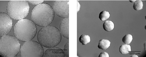 FIG. 2 Photomicrograph of formulations F3 before (left) and after drying (right).