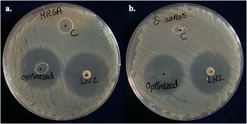 Figure 8. Antibacterial activity of pure chitosan (C), LNZ disc, and the optimized bio-composite film against a. MRSA and b. Staphylococcus aureus (ATCC® 25922).