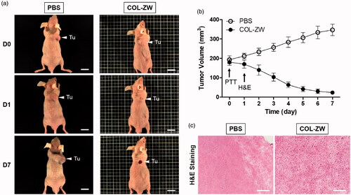 Figure 6. (a) In vivo NIR photothermal therapeutic efficacy. Representative photos of tumour size changes after 808 nm laser irradiation (1.1 W/cm2) for 5 min at 4 h post-injection with PBS and COL-ZW. (b) Tumour growth rates in each treatment group were monitored for 7 days. Data points represent mean ± SD of three independent experiments. Tu: tumour. Scale bars = 1 cm. (c) Tumour H&E-stained slices of PBS and COL-ZW injected mice at 24 h after laser irradiation. Scale bars = 100 μm.