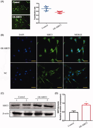 Figure 7. TM4 cells were transfected with SIRT3-overexpression- lentivirus. (A) The transfection rate of cells was observed under a fluorescence microscope (magnification 200×). (B) The location of SIRT3 in TM4 cells by IF (magnification 400×). (C) The expression of SIRT3 in TM4 cells by Western blot. Densitometry was used to compare expression levels. β-Actin was used as an internal loading control. All data were expressed as the mean ± SD, n = 8; *p < 0.05, compared to the control group.