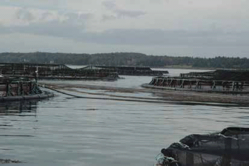 Figure 1c. Net-pens in Maine used for growing cod and salmon.