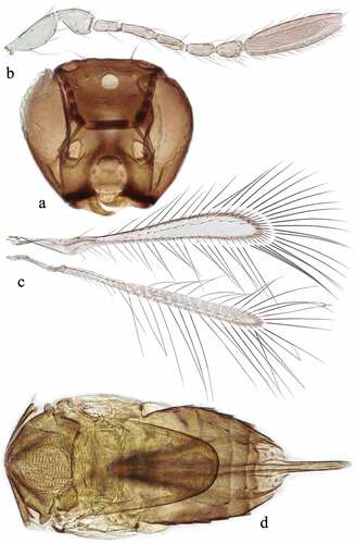 Figure 6. Alaptus terebrans Kryger, female. (a) head frontal view; (b) antenna; (c) wings; (d) mesosoma and metasoma.
