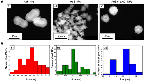 Figure 1 Physicochemical properties of the developed gold nanopaenuts (AuP NPs; panels A1 and B1), gold nanostars (AuS NPs; panels A2 and B2) and spherical, porous nanoparticles (AuSph (70C) NPs; panels A3 and B3). High-angle annular dark-field scanning transmission electron microscopy (HAADF-STEM) overview (A). Size distribution of obtained Au NPs is presented in (B).