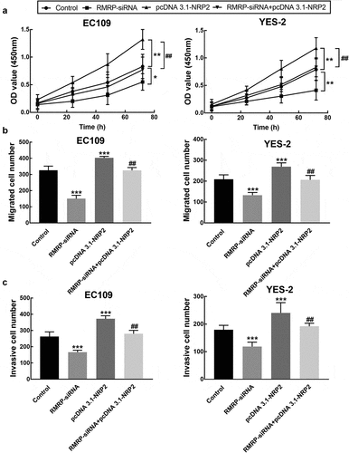 Figure 7. Effect of NRP2 on cell processes of ESCC. A. The overexpression of NRP2 significantly promoted the proliferation of EC109 and YES-2 cells, which was reversed by the knockdown of RMRP. B. The migration of EC109 and YES-2 cells was dramatically improved by NRP2 overexpression, which was reversed by the silencing of RMRP. C. The invasion of EC109 and YES-2 cells was dramatically improved by NRP2 overexpression, which was reversed by the silencing of RMRP. **P < 0.01, ***P < 0.001 relative to the control; ## P < 0.01 relative to pcDNA3.1-NRP2