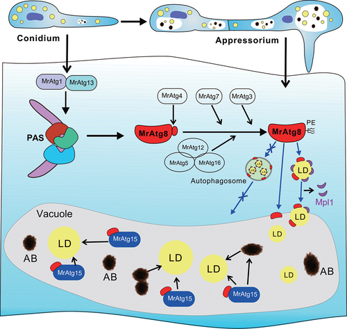Figure 8. Schematic representation of the activation of microlipophagy in the appressorial cells of M. robertsii. The virulence-related autophagy components identified in this study are listed that may alternatively contribute to the activation of cell autophagy, lipidation of MrAtg8 and LD degradation. The autophagosome-mediated transfer of LDs into vacuoles may not occur based on the observations in this study, thus the employment of microlipophagic machinery to facilitate fungal early infection. PAS, phagophore assembly site; PE, phosphatidylethanolamine; AB, autophagic body.