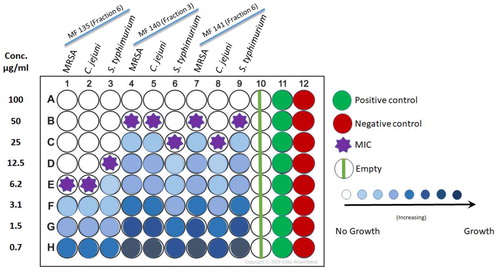 Figure 5. Illustration of two-fold micro-dilution plate to determine the MIC of the selected three active fractions of H. werneckii MF135, MF140 and MF141. Positive control, ciprofloxacin (3 µg/mL); Negative control, acetone.