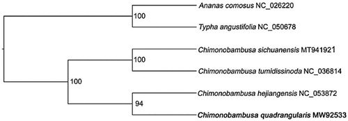 Figure 1. Maximum likelihood phylogenetic tree based on whole plastome sequence from 4 Chimonobambusa species with Ananas comosus (NC_026220) and Typha angustifolia (NC_050678) as outgroups. Bootstrap support values are shown beyond each node. C. quadrangularis is marked by bold font.