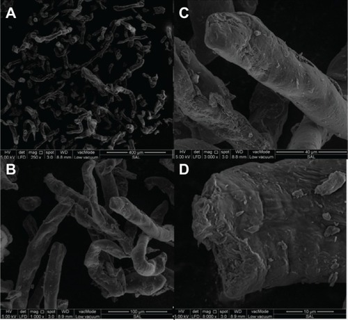 Figure 3 SEM microphotography of salep powder.