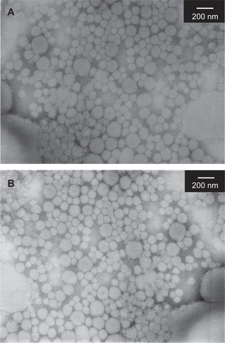 Figure 6 Transmission electron microscopy images of FA-PDCT-L before (A) and after (B) lyophilization.